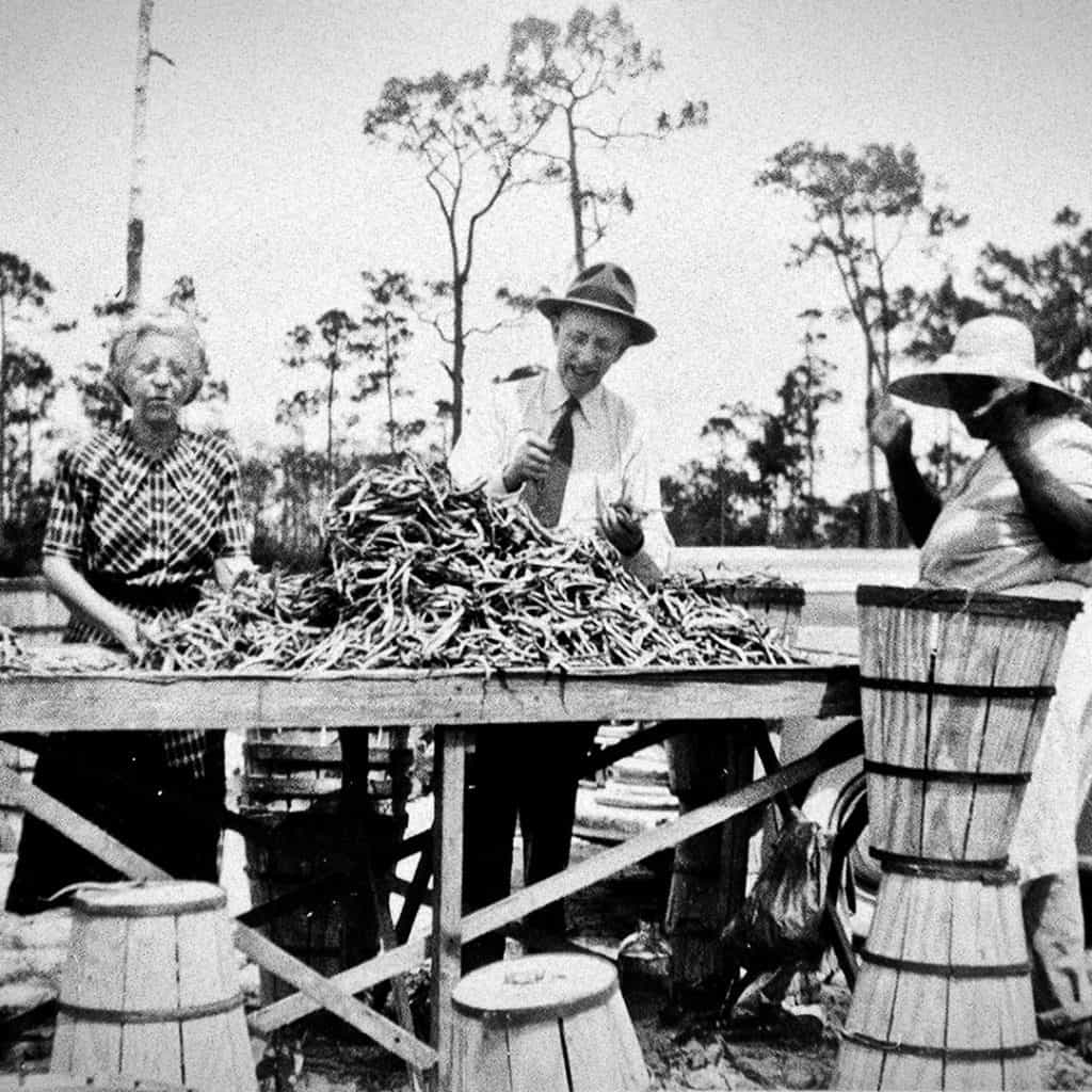 Agriculture in early Deerfield Beach, FL