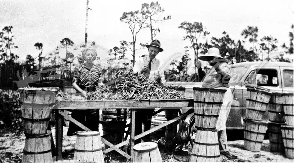 Agriculture in early Deerfield Beach, FL